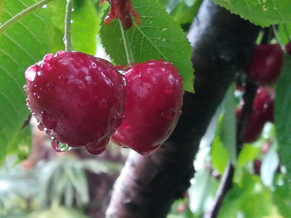 马洛斯蒂卡Agriturismo Al Ciliegio别墅 外观 照片